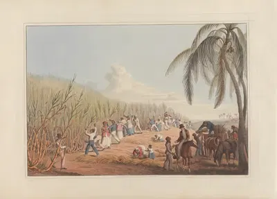 Резка сахарного тростника by Уильям А. В. Кларк, 1823 — digital art print download