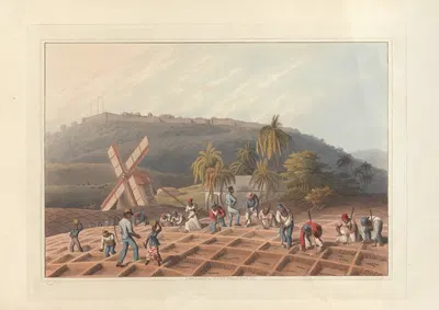 Посадка сахарного тростника by Уильям А. В. Кларк, 1823 — digital art print download
