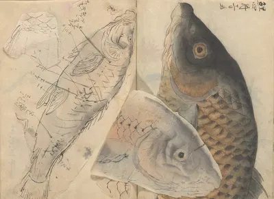 Sketchbook Pl.001 by Ariyoshi Kondo, 1826-1840 — digital art print download
