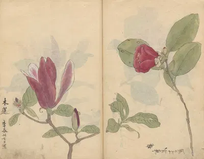 Sketchbook Pl.008 by Ariyoshi Kondo, 1826-1840 — digital art print download