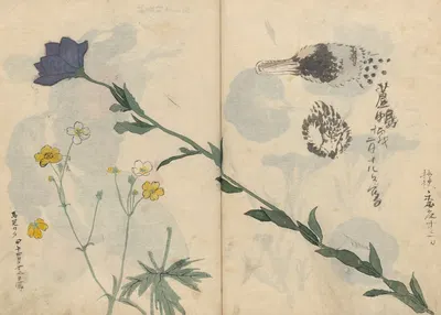 Sketchbook Pl.013 by Ariyoshi Kondo, 1826-1840 — digital art print download