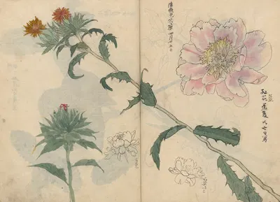 Sketchbook Pl.019 by Ariyoshi Kondo, 1826-1840 — digital art print download