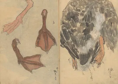 Sketchbook Pl.020 by Ariyoshi Kondo, 1826-1840 — digital art print download