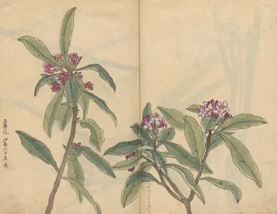 Sketchbook Pl.022 by Ariyoshi Kondo, 1826-1840 — digital art print download
