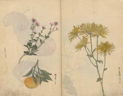 Sketchbook Pl.027 by Ariyoshi Kondo, 1826-1840 — digital art print download