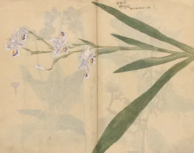 Sketchbook Pl.031 by Ariyoshi Kondo, 1826-1840 — digital art print download