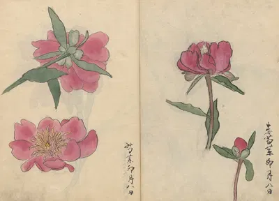 Sketchbook Pl.032 by Ariyoshi Kondo, 1826-1840 — digital art print download