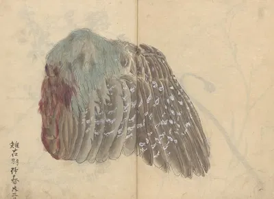Sketchbook Pl.039 by Ariyoshi Kondo, 1826-1840 — digital art print download