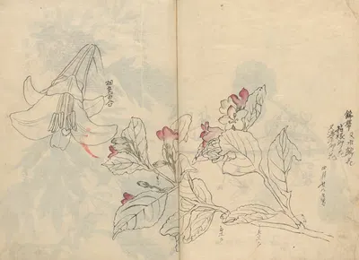 Sketchbook Pl.042 by Ariyoshi Kondo, 1826-1840 — digital art print download