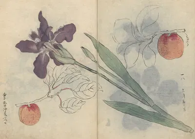 Sketchbook Pl.045 by Ariyoshi Kondo, 1826-1840 — digital art print download
