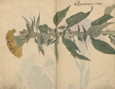 Sketchbook Pl.049 by Ariyoshi Kondo, 1826-1840 — digital art print download