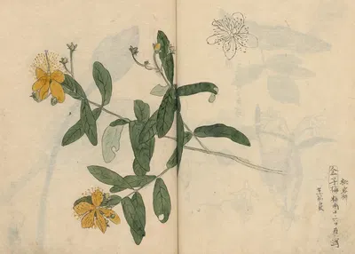 Sketchbook Pl.052 by Ariyoshi Kondo, 1826-1840 — digital art print download