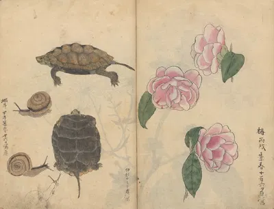 Sketchbook Pl.060 by Ariyoshi Kondo, 1826-1840 — digital art print download