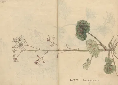 Sketchbook Pl.061 by Ariyoshi Kondo, 1826-1840 — digital art print download