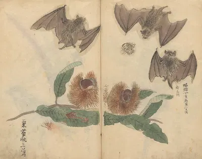 Sketchbook Pl.064 by Ariyoshi Kondo, 1826-1840 — digital art print download