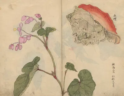 Sketchbook Pl.066 by Ariyoshi Kondo, 1826-1840 — digital art print download