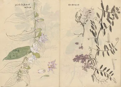 Sketchbook Pl.072 by Ariyoshi Kondo, 1826-1840 — digital art print download