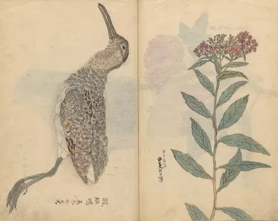 Sketchbook Pl.074 by Ariyoshi Kondo, 1826-1840 — digital art print download