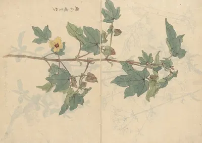 Sketchbook Pl.075 by Ariyoshi Kondo, 1826-1840 — digital art print download