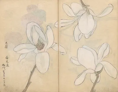 Sketchbook Pl.077 by Ariyoshi Kondo, 1826-1840 — digital art print download