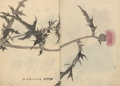 Sketchbook Pl.083 by Ariyoshi Kondo, 1826-1840 — digital art print download