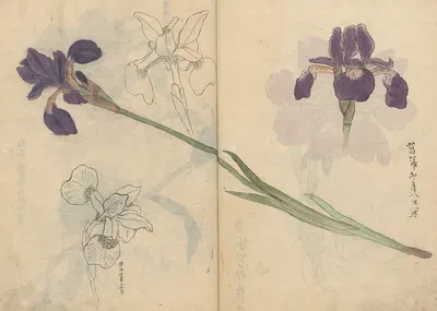 Sketchbook Pl.085 by Ariyoshi Kondo, 1826-1840 — digital art print download
