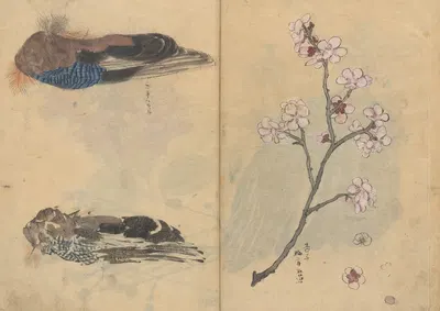 Sketchbook Pl.086 by Ariyoshi Kondo, 1826-1840 — digital art print download