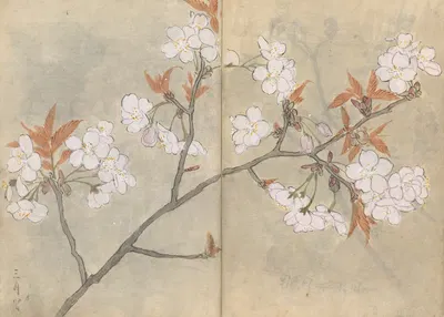 Sketchbook Pl.088 by Ariyoshi Kondo, 1826-1840 — digital art print download