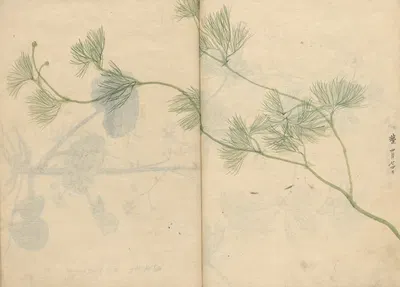 Sketchbook Pl.089 by Ariyoshi Kondo, 1826-1840 — digital art print download