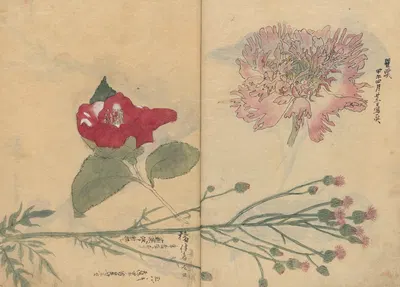 Sketchbook Pl.094 by Ariyoshi Kondo, 1826-1840 — digital art print download
