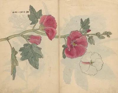 Sketchbook Pl.097 by Ariyoshi Kondo, 1826-1840 — digital art print download