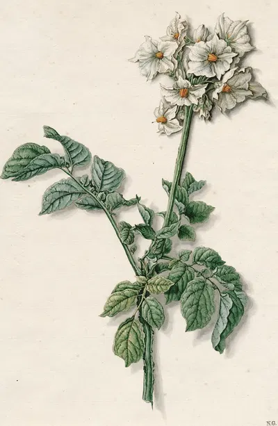 Bloeiende aardappelplant by Баренд Хендрик Тир — digital art print download