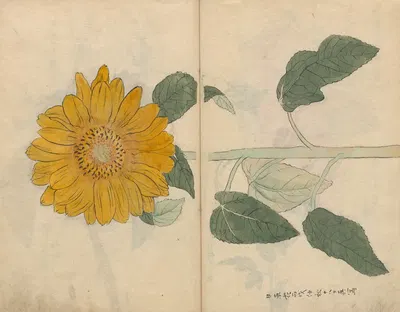 Sketchbook Pl.103 by Ariyoshi Kondo, 1826-1840 — digital art print download