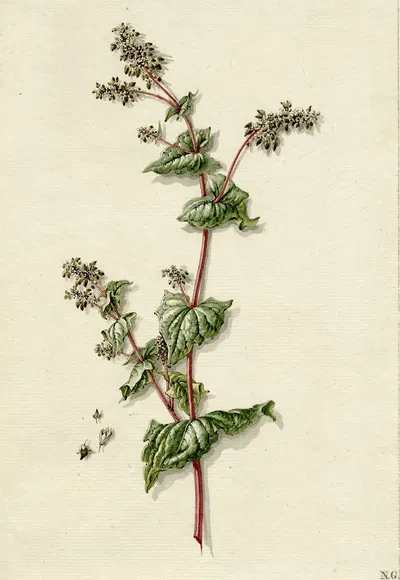 Buckwheat blossoming by Баренд Хендрик Тир — digital art print download