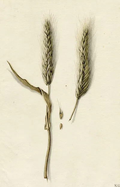 Rijpe rogge by Баренд Хендрик Тир — digital art print download
