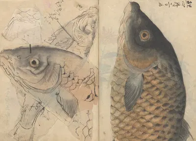 Sketchbook Pl.113 by Ariyoshi Kondo, 1826-1840 — digital art print download