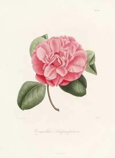 Iconographie du genre Camellia Pl.006 by Lorenzo Berlèse, 1841-1843 — digital art print download
