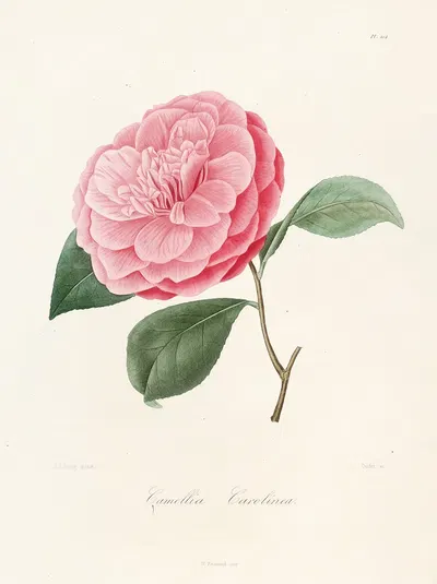 Iconographie du genre Camellia Pl.014 by Lorenzo Berlèse, 1841-1843 — digital art print download
