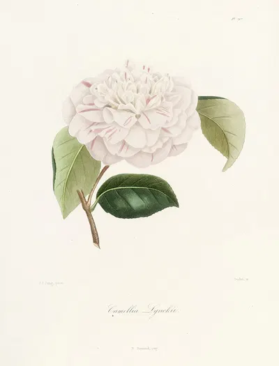 Iconographie du genre Camellia Pl.017 by Lorenzo Berlèse, 1841-1843 — digital art print download