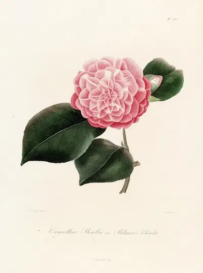 Iconographie du genre Camellia Pl.030 by Lorenzo Berlèse, 1841-1843 — digital art print download