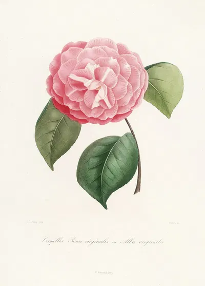Iconographie du genre Camellia Pl.042 by Lorenzo Berlèse, 1841-1843 — digital art print download