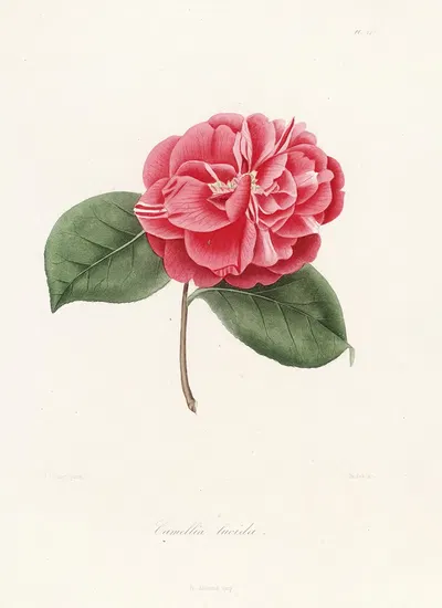Iconographie du genre Camellia Pl.045 by Lorenzo Berlèse, 1841-1843 — digital art print download