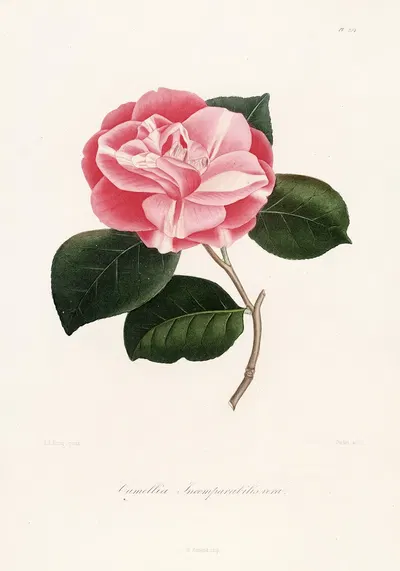 Iconographie du genre Camellia Pl.054 by Lorenzo Berlèse, 1841-1843 — digital art print download