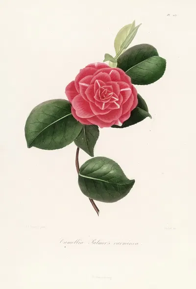 Iconographie du genre Camellia Pl.057 by Lorenzo Berlèse, 1841-1843 — digital art print download