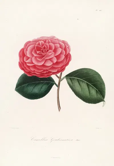 Iconographie du genre Camellia Pl.060 by Lorenzo Berlèse, 1841-1843 — digital art print download
