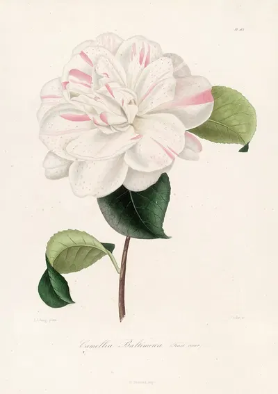 Iconographie du genre Camellia Pl.063 by Lorenzo Berlèse, 1841-1843 — digital art print download