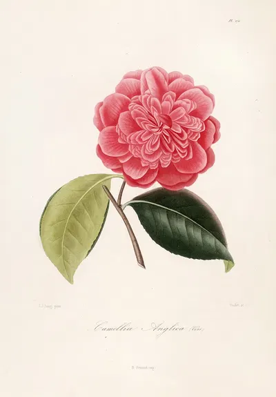 Iconographie du genre Camellia Pl.070 by Lorenzo Berlèse, 1841-1843 — digital art print download