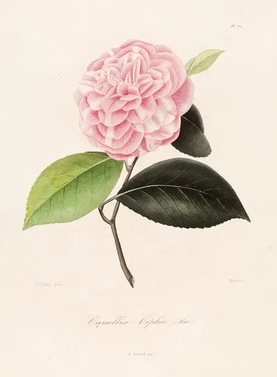 Iconographie du genre Camellia Pl.071 by Lorenzo Berlèse, 1841-1843 — digital art print download