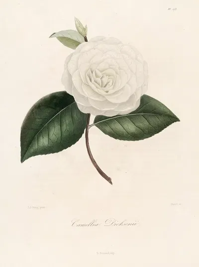 Iconographie du genre Camellia Pl.073 by Lorenzo Berlèse, 1841-1843 — digital art print download