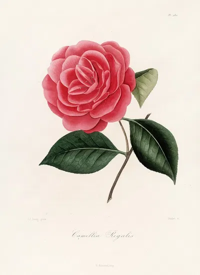 Iconographie du genre Camellia Pl.080 by Lorenzo Berlèse, 1841-1843 — digital art print download